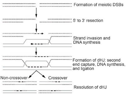 Double Stranded Dna Breaks And Gene Functions In Recombination And Meiosis Cell Research