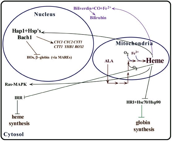 glutathione and overactive immune system T-Cell Regulation for Autoimmune Diseases: A Functional Medicine Guide