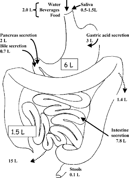 Mild dehydration: a risk factor of constipation? | European Journal of  Clinical Nutrition