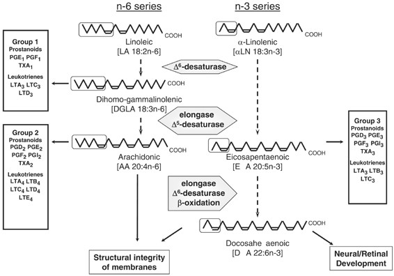 effect of placental function on fatty acid requirements fatty acid function