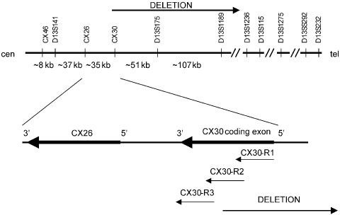 A large deletion including most of GJB6 in recessive non syndromic  deafness: a digenic effect? | European Journal of Human Genetics