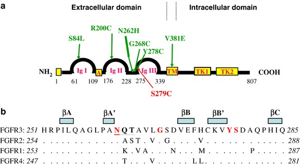 Novel FGFR3 mutations creating cysteine residues in the extracellular  domain of the receptor cause achondroplasia or severe forms of  hypochondroplasia | European Journal of Human Genetics