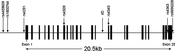 ace. GENE ace.GENE ACE.GENE acegene エースジーン エース ジーン エースジーン マルチタイド リュック リュックサック 13リットル 67583 ace63
