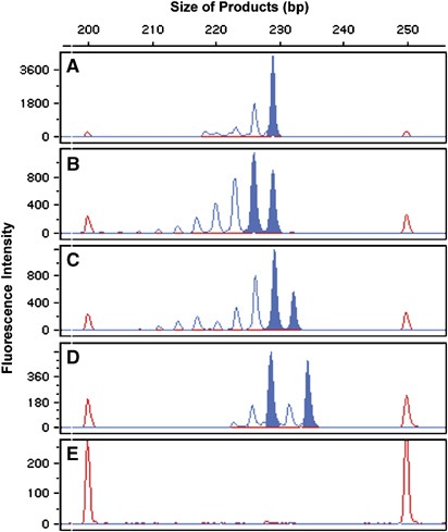 Instability Of Expanded Cag Caa Repeats In Spinocerebellar Ataxia Type 17 European Journal Of Human Genetics