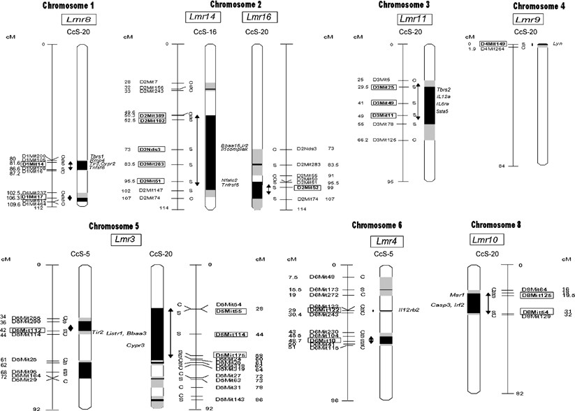 Genetics of susceptibility to leishmaniasis in mice: four novel loci and  functional heterogeneity of gene effects | Genes & Immunity