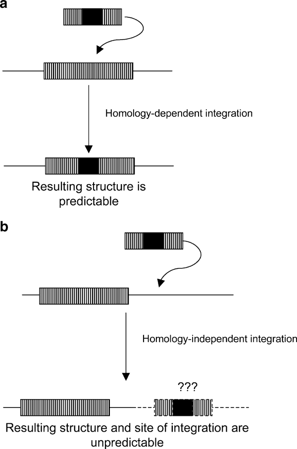 Illegitimate DNA integration in mammalian cells | Gene Therapy Illegitimate DNA integration in mammalian cells | Gene Therapy