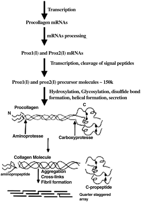 Gene Therapy Approaches For Osteogenesis Imperfecta | Gene Therapy