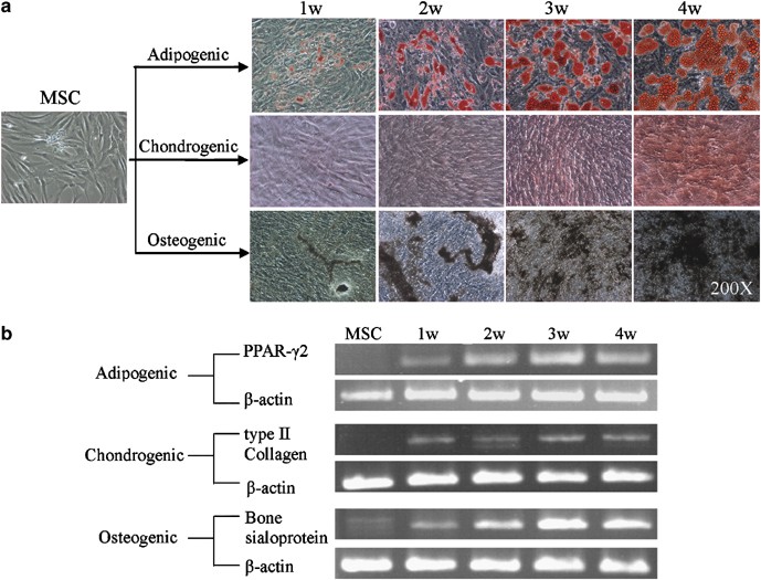 Transgene-free direct conversion of murine fibroblasts into functional  muscle stem cells