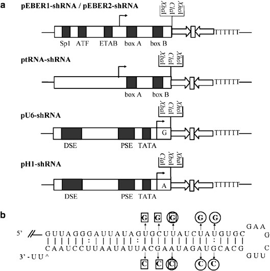 Utility of Epstein–Barr virus-encoded small RNA promoters for driving the  expression of fusion transcripts harboring short hairpin RNAs | Gene Therapy
