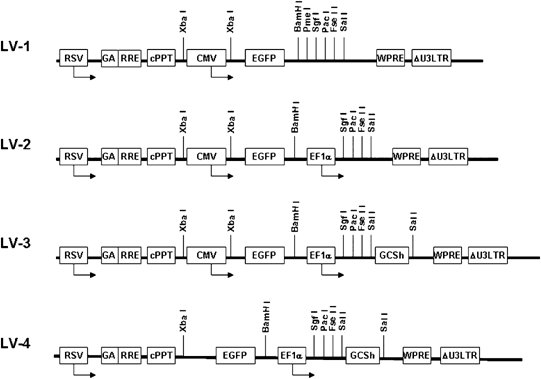 Bidirectional Promoter Interference Between Two Widely Used Internal Heterologous Promoters In A Late Generation Lentiviral Construct Gene Therapy