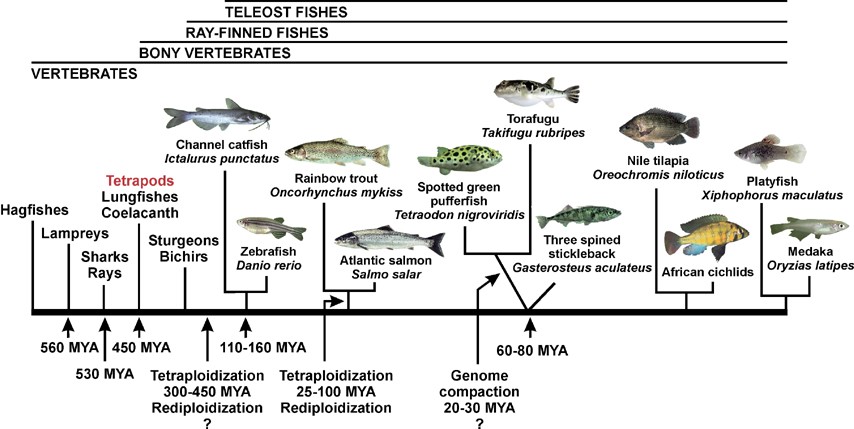 FAU  Study Resolves 50-Year Dispute of Teleost Fishes Ancestral Lineage