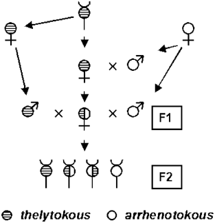 A single locus determines thelytokous parthenogenesis of laying honeybee  workers (Apis mellifera capensis) | Heredity