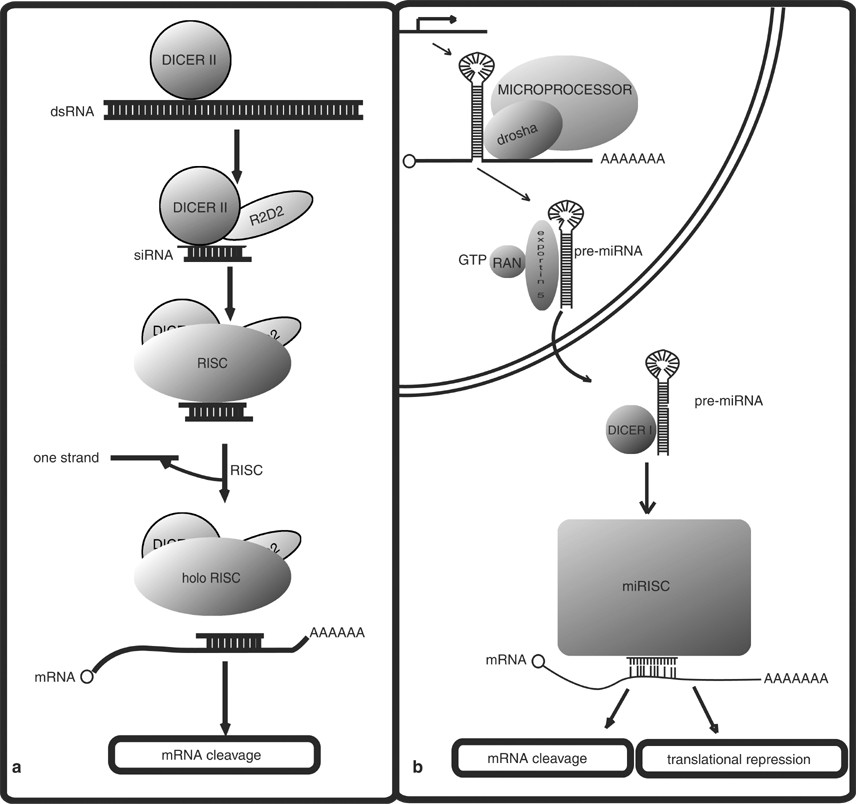 Rnai: A Defensive Rna-Silencing Against Viruses And Transposable Elements |  Heredity Rnai: A Defensive Rna-Silencing Against Viruses And Transposable Elements |  Heredity