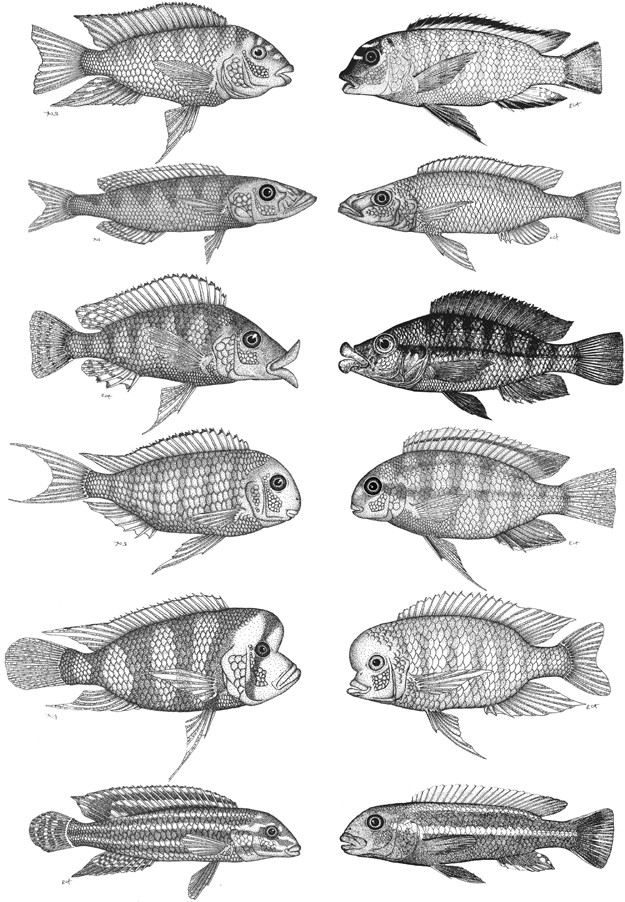 Genetic and developmental basis of cichlid trophic diversity