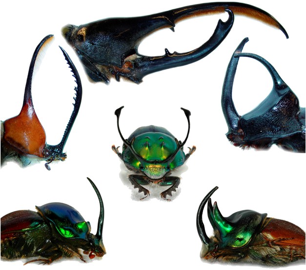 Insulin signaling and limb-patterning: candidate pathways for the origin  and evolutionary diversification of beetle 'horns' | Heredity
