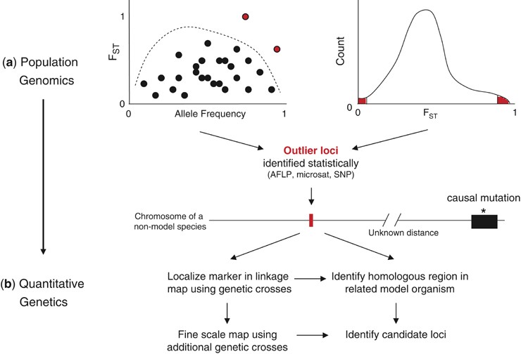 Combining population genomics and quantitative genetics: finding the genes  underlying ecologically important traits | Heredity