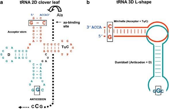 On the origin of the genetic code: signatures of its primordial  complementarity in tRNAs and aminoacyl-tRNA synthetases | Heredity