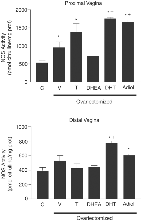 Sex steroid hormones differentially regulate nitric oxide synthase and  arginase activities in the proximal and distal rabbit vagina |  International Journal of Impotence Research