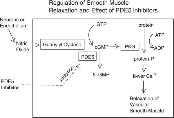 Mechanisms of action of PDE5 inhibition in erectile dysfunction | International Journal of Impotence Research