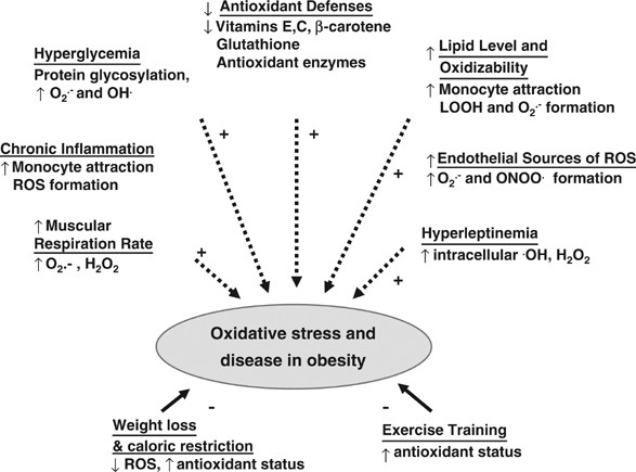 glutathione and obesity Biomarkers and potential mechanisms of obesity-induced oxidant stress in  humans