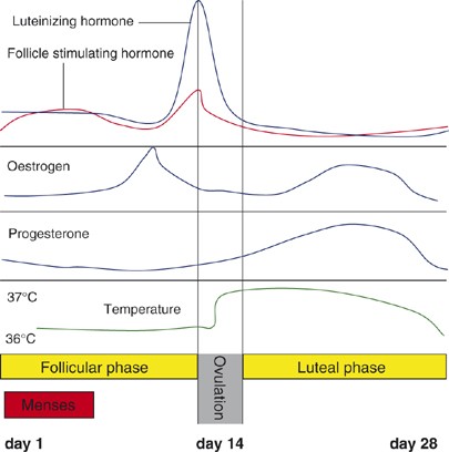 Energy Levels Through Your Menstrual Cycle