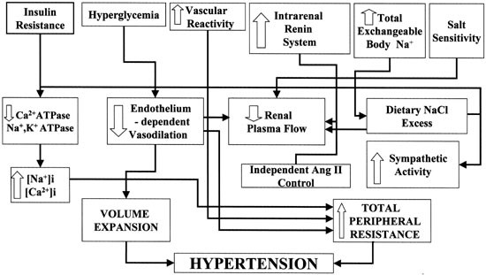 how does diabetes cause hypertension pathophysiology
