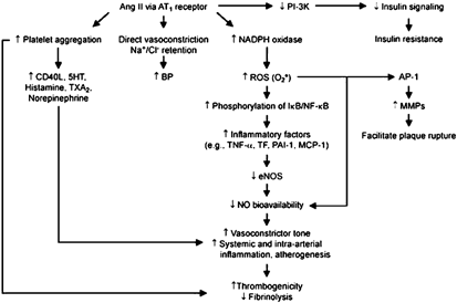 Angiotensin Ii And Inflammation The Effect Of Angiotensin Converting Enzyme Inhibition And Angiotensin Ii Receptor Blockade Journal Of Human Hypertension