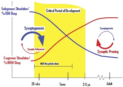 cognitive development in premature babies