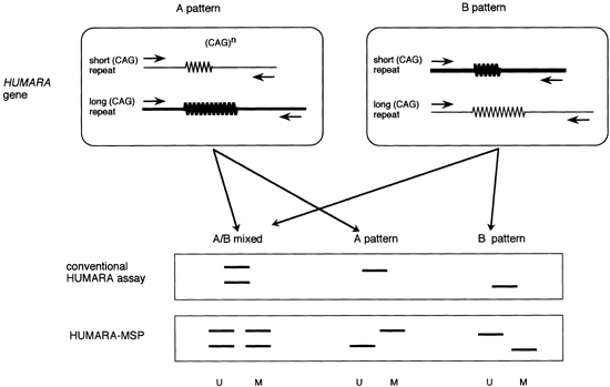 MSP for p15 methylation. Primers were for M sequence respectively