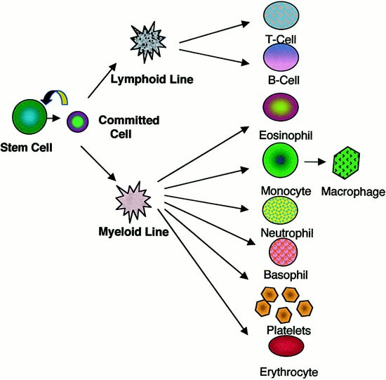 Transcription Factors And Translocations In Lymphoid And Myeloid Leukemia Leukemia Transcription Factors And Translocations In Lymphoid And Myeloid Leukemia Leukemia