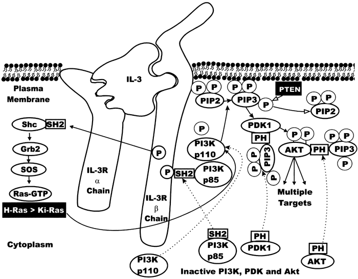 Involvement Of Pi3k Akt Pathway In Cell Cycle Progression Apoptosis And Neoplastic Transformation A Target For Cancer Chemotherapy Leukemia