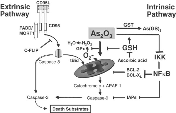 glutathione injection kidney damage Frontiers