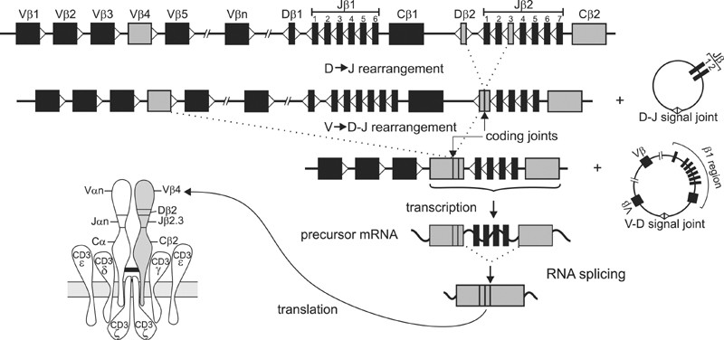 Midden Kaliber Afdrukken Design and standardization of PCR primers and protocols for detection of  clonal immunoglobulin and T-cell receptor gene recombinations in suspect  lymphoproliferations: Report of the BIOMED-2 Concerted Action  BMH4-CT98-3936 | Leukemia