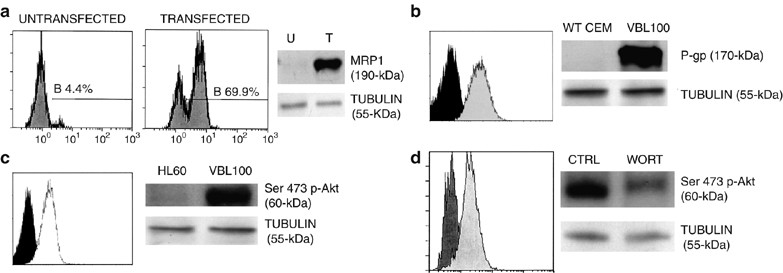 Multidrug resistance-associated protein 1 expression is under the control  of the phosphoinositide 3 kinase/Akt signal transduction network in human  acute myelogenous leukemia blasts | Leukemia