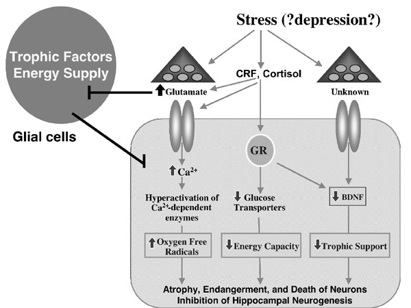 Emerging Experimental Therapeutics For Bipolar Disorder Clues From The Molecular Pathophysiology Molecular Psychiatry