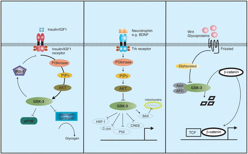 Picture of Glycogen synthase kinase-3 beta