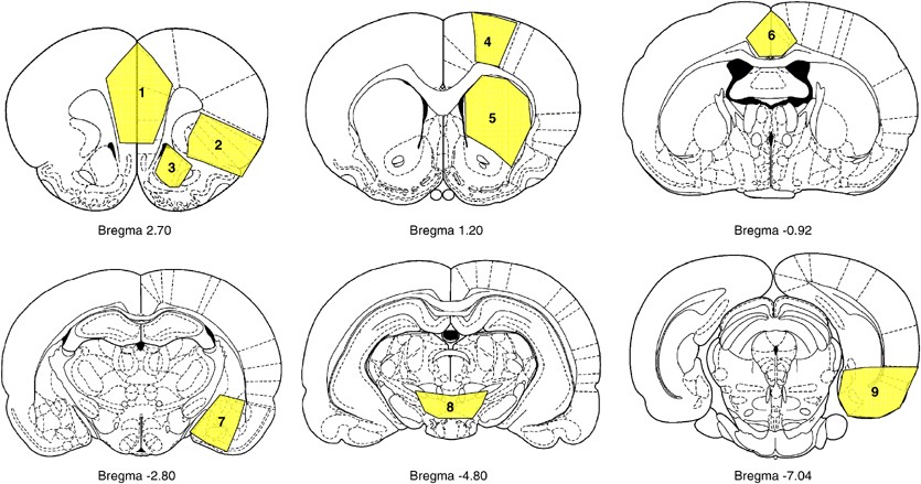 Region-Specific Effects of Nicotine on Brain Activity: A Pharmacological  MRI Study in the Drug-Naïve Rat