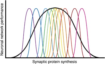 Local Protein Synthesis and Spine Morphogenesis: Fragile X Syndrome and  Beyond