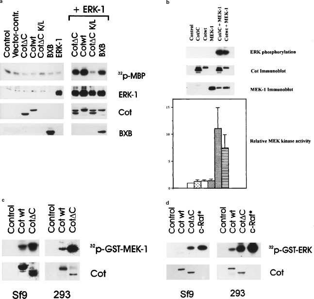 Sui segment Involved Cot protooncoprotein activates the dual specificity kinases MEK-1 and SEK-1  and induces differentiation of PC12 cells | Oncogene