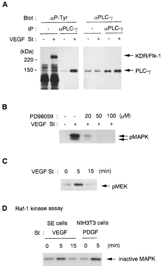 VEGF activates protein kinase C-dependent, but Ras-independent Raf ...