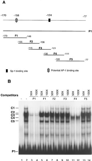 Transcriptional Activation Of The Hepatocyte Growth Factor Receptor C Met Gene By Its Ligand Hepatocyte Growth Factor Is Mediated Through Ap 1 Oncogene