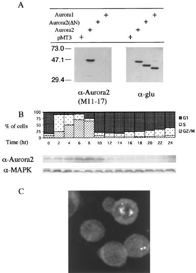 Degradation Of Human Aurora2 Protein Kinase By The Anaphase Promoting Complex Ubiquitin Proteasome Pathway Oncogene