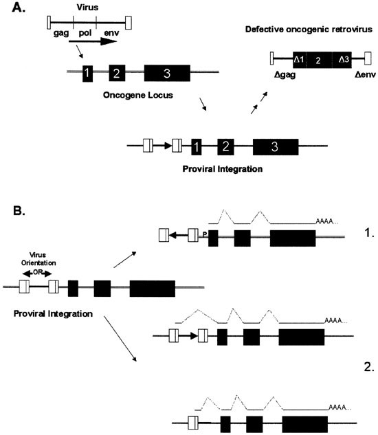 Retroviral hyperplasia