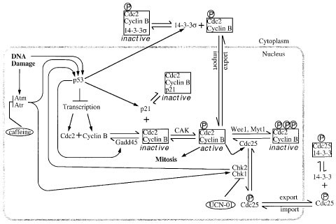 Regulation Of The G2 M Transition By P53 Oncogene