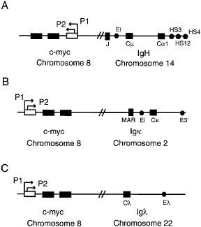 Translocations Involving C Myc And C Myc Function Oncogene Translocations Involving C Myc And C Myc Function Oncogene
