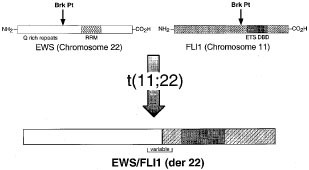 Biology of EWS/ETS fusions in Ewing's family tumors | Oncogene
