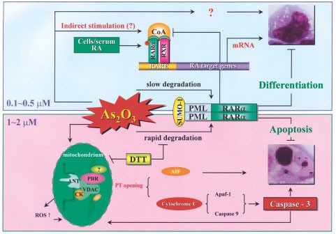 glutathione complex with arsenic trioxide Arsenic trioxide, a therapeutic agent for APL