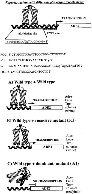 Tumour p53 mutations exhibit promoter selective dominance over wild type  p53 | Oncogene