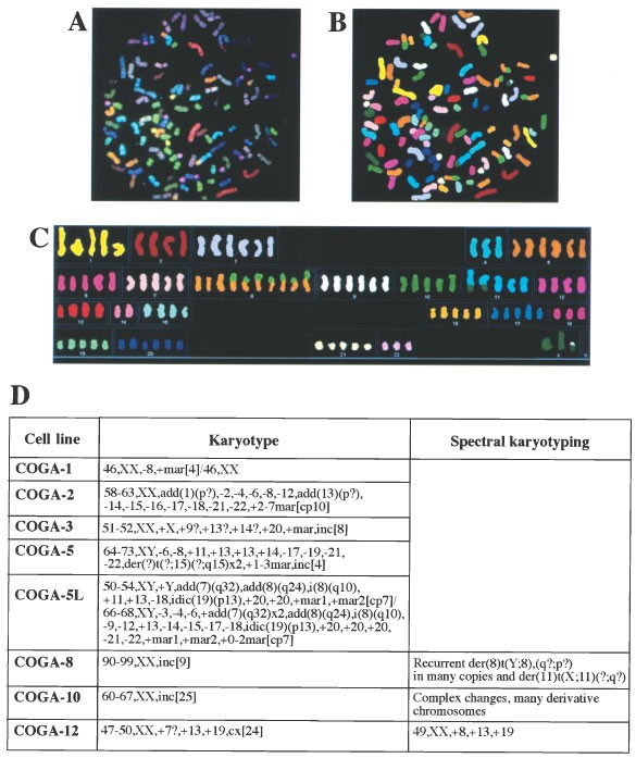 Novel Colon Cancer Cell Lines Leading To Better Understanding Of The Diversity Of Respective Primary Cancers Oncogene