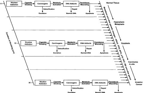 Tobacco smoke carcinogens, DNA damage and p53 mutations in  smoking-associated cancers